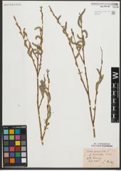 Foto von Salix purpurea L.
